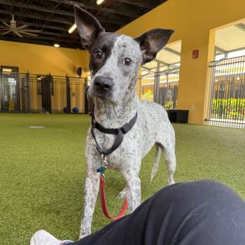 Sue -  Mixed Breed and Cattle Dog Dog for Adoption in West Palm Beach, Florida - Sue | PetCurious