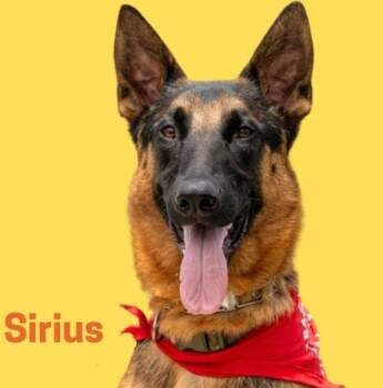 Rescue German Shepherd Dog and Belgian Shepherd Malinois Dogs for Adoption in San Marcos, California - Help Me! I Need A Foster (or Forever Home) IMMEDIATELY | PetCurious