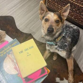 Cinnamon Toast -  Cattle Dog Dog for Adoption in Las Vegas, Nevada - Cinnamon Toast | PetCurious