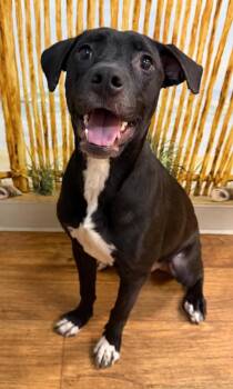 Princess Licorice -  Affenpinscher Dog for Adoption in Ocala, Florida - Princess Licorice | PetCurious