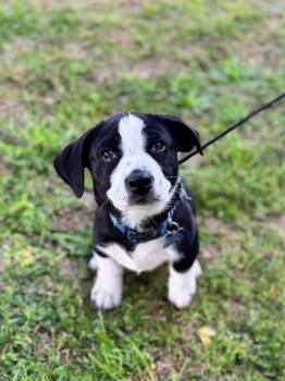 Beagle and Mixed Breed Dogs Available for Adoption - Junebug | PetCurious