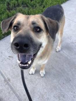 Mixed Breed Dogs Available for Adoption in Kansas City, Missouri - Gimli | PetCurious