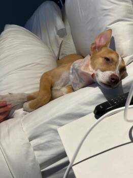 Mixed Breed Dogs Available for Adoption in Ventura, California - NYLA | PetCurious