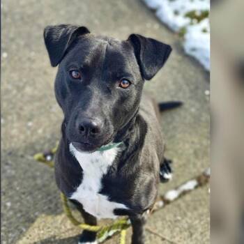 Marley -  Labrador Retriever and Mixed Breed Dog for Adoption in Jefferson, New Jersey - Marley | PetCurious