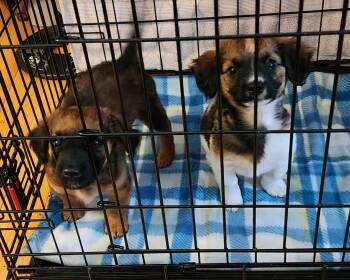 Dachshund and Shih Tzu Dogs Available for Adoption in Dubuque, Iowa - Lilo And Stitch | PetCurious