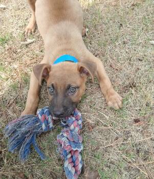 Brian -  Pit Bull Terrier Dog for Adoption in North Little Rock, Arkansas - Brian | PetCurious