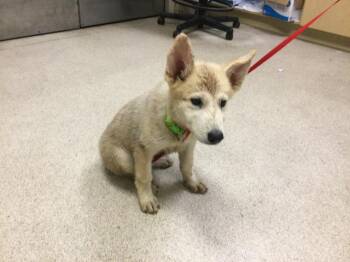 Siberian Husky and Mixed Breed Dogs Available for Adoption in Riverside, California - CREAM CHEESE | PetCurious
