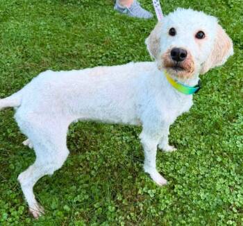 Margie -  Standard Poodle Dog for Adoption in Oxford, Michigan - Margie | PetCurious