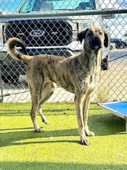 Plott Hound and Mixed Breed Dogs Available for Adoption in Pasadena, Texas - A180874 | PetCurious