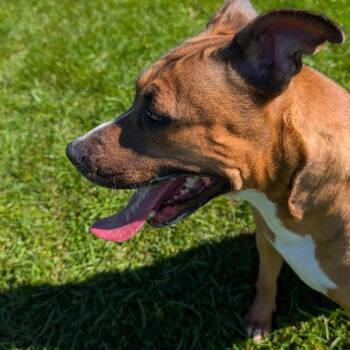 192446 LOOKING FOR OWNER -  Pit Bull Terrier Dog for Adoption in Ravenna, Ohio - 192446 LOOKING FOR OWNER | PetCurious
