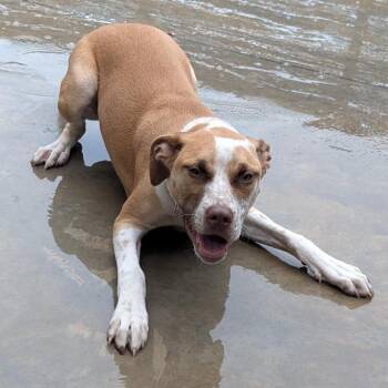 Garnet -  Mixed Breed Dog for Adoption in Freeport, Florida - Garnet | PetCurious