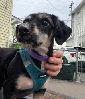Dachshund Dogs Available for Adoption in Dunmore, Pennsylvania - Gibby | PetCurious