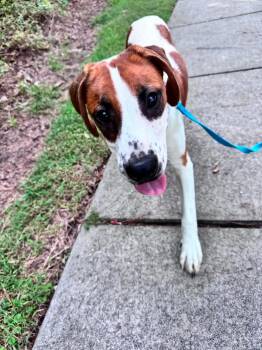 Rey -  Hound Dog for Adoption in Wando, South Carolina - Rey | PetCurious