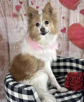 Pomeranian Dogs Available for Adoption - Pippi | PetCurious