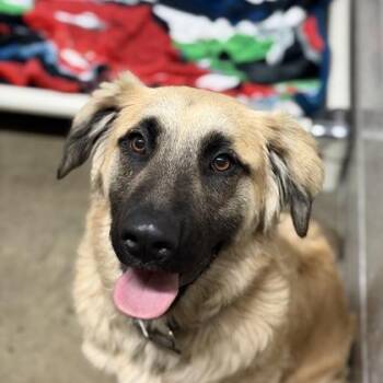 Anatolian Shepherd Dogs Available for Adoption in Sacramento, California - My Chemical Romance | PetCurious