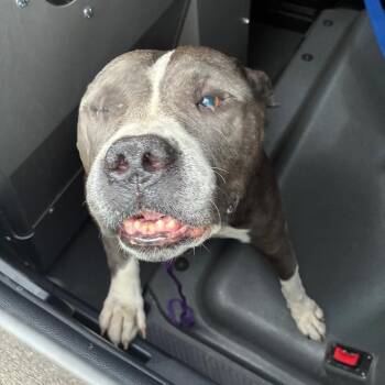 Jone -  Mixed Breed Dog for Adoption in Philadelphia, Pennsylvania - Jone | PetCurious