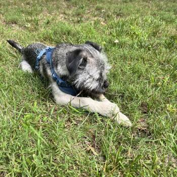 Peanut Butter -  Border Terrier and Pug Dog for Adoption in Fairfax Station, Virginia - Peanut Butter | PetCurious