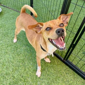 Chihuahua Dogs Available for Adoption in Agoura Hills, California - Sullivan | PetCurious