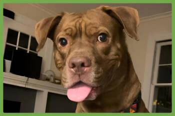 Hiccup -  Labrador Retriever and Mastiff Dog for Adoption in Amherst, Massachusetts - Hiccup | PetCurious
