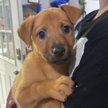 Mixed Breed Dogs Available for Adoption in Wappingers Falls, New York - Shae | PetCurious