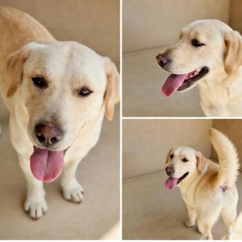 Hunny -  Yellow Labrador Retriever Dog for Adoption in Dandridge, Tennessee - Hunny | PetCurious