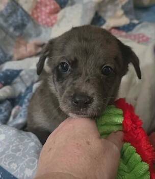 Andre- the A litter -  Cairn Terrier Dog for Adoption in Ocean Township, New Jersey - Andre- The A Litter | PetCurious