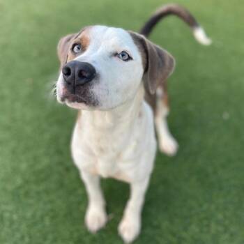 Terrier Dogs Available for Adoption - Mark | PetCurious