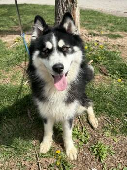 Alaskan Malamute Dogs Available for Adoption - Demo | PetCurious