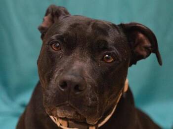 Polly -  Pit Bull Terrier Dog for Adoption in Portland, Oregon - Polly | PetCurious