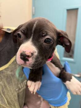 Pit Bull Terrier and Mixed Breed Dogs Available for Adoption - CLAM CHOWDER | PetCurious
