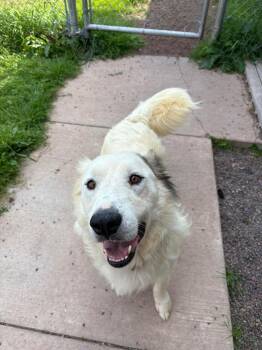 Beaker -  Great Pyrenees Dog for Adoption in Ashland, Wisconsin - Beaker | PetCurious