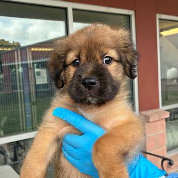 Pokeno -  Shepherd and Mixed Breed Dog for Adoption in San Antonio, Texas - Pokeno | PetCurious