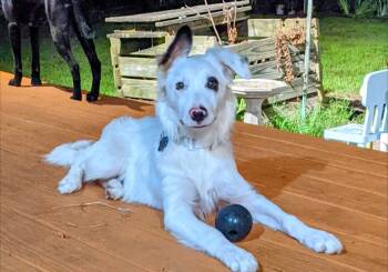 Rescue Border Collie Dogs for Adoption in The Woodlands, Texas - Ash | PetCurious