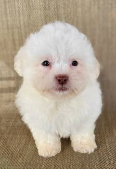 Shichon Dogs Available for Sale - Echo | PetCurious