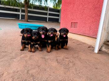 ROTTWEILER PUPPIES -  Rottweiler Dog for Adoption in Perris, California - ROTTWEILER PUPPIES | PetCurious