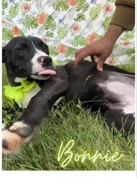 Bonnie -  Pit Bull Terrier Dog for Adoption in Caro, Michigan - Bonnie | PetCurious