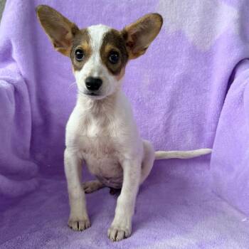Cornflake -  Jack Russell Terrier and Cattle Dog Dog for Adoption in Carencro, Louisiana - Cornflake | PetCurious