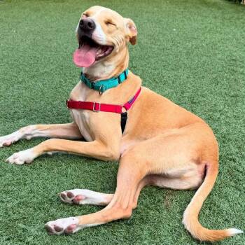Louie -  Pit Bull Terrier and Mixed Breed Dog for Adoption in Chicago, Illinois - Louie | PetCurious
