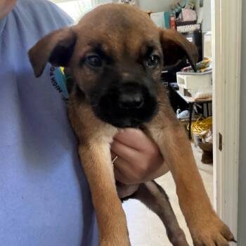 Female 4 -  Cane Corso and German Shepherd Dog Dog for Adoption in Hohenwald, Tennessee - Female 4 | PetCurious
