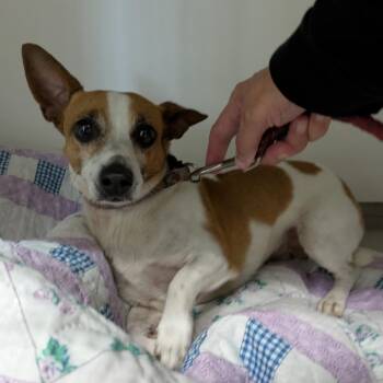 Morris -  Jack Russell Terrier Dog for Adoption in Fulton, Texas - Morris | PetCurious