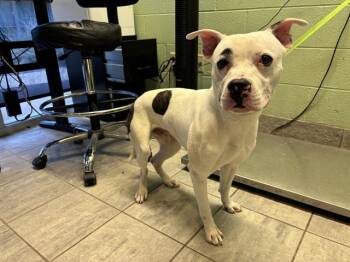 Rescue American Staffordshire Terrier and Mixed Breed Dogs for Adoption in Grand Prairie, Texas - LYSOL WIPE | PetCurious