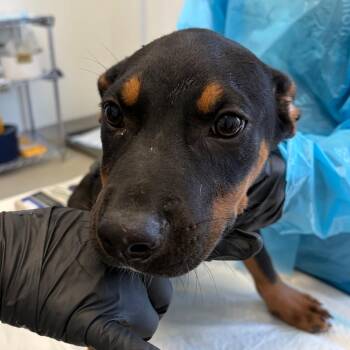 Nash -  Pit Bull Terrier and Australian Cattle Dog Blue Heeler Dog for Adoption in Nashville, Tennessee - Nash | PetCurious
