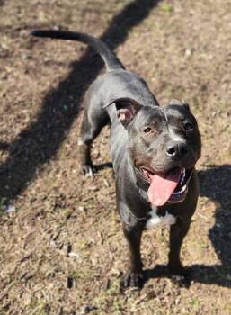 Pit Bull Terrier Dogs Available for Adoption - Mira | PetCurious