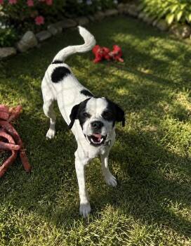 Snoop -  Pug and Beagle Dog for Adoption in Brownstown, Indiana - Snoop | PetCurious