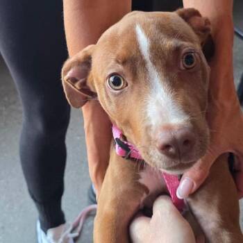 Nova -  Pit Bull Terrier Dog for Adoption in Northville, Michigan - Nova | PetCurious