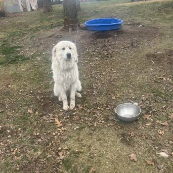 Rescue Great Pyrenees Dogs for Adoption in Nixa, Missouri - Everest | PetCurious
