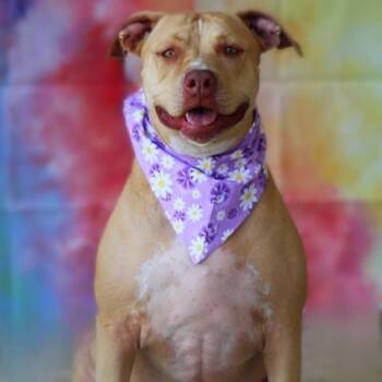 Rescue Pit Bull Terrier Dogs for Adoption in Austin, Texas - Smillie JUM | PetCurious