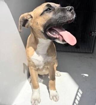 Black Mouth Cur and Mixed Breed Dogs Available for Adoption in Houston, Texas - A654863 | PetCurious