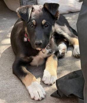 Nugget -  Shepherd and Husky Dog for Adoption in Calgary, Alberta - Nugget | PetCurious