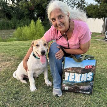 Bevo -  Pointer and Basset Hound Dog for Adoption in Oak Ridge North, Texas - Bevo | PetCurious